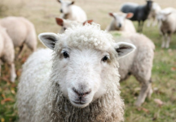 Democrat Party Moves to the Animal&nbsp;Farm